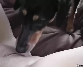 WhitneyWisconsin Dog eats out