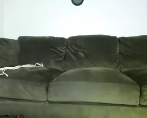 leeludicrous