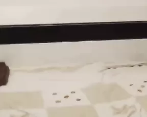 She ties his balls and strokes his cock