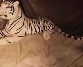 Quaterback Fucks The Hottest Girl In College