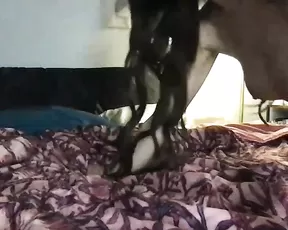 xxmeow1 MFC cam liveporn livesex