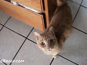 Mix october 2012 slf show liveporn video