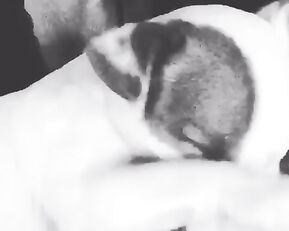 It s At Dog