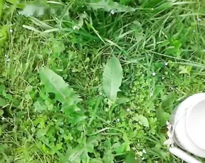 Sextaseptima milk enema blowjob & peeing outdoors
