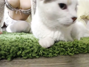 Lemontea MFC cam Feedslot sex vids 3