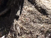 StefanieJoy MFC Boy/Girl Sex In The Woods