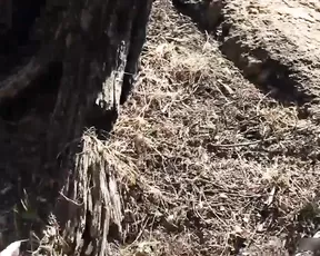 StefanieJoy MFC Boy/Girl Sex In The Woods