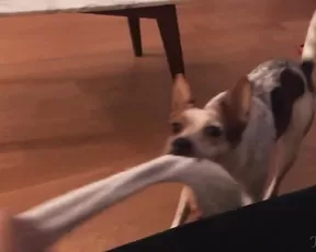 tofuthickie hi guys i'm slowly starting feel better so here s my newest video to make up for my absen show chat live porn