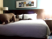 qarinahofspades 17 10 2020 Good morning Full Movie today since I forgot yes show chat live porn