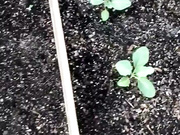 xobrittmariexo And last plant live porn post for the contest going on show chat live porn