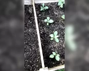 xobrittmariexo And last plant live porn post for the contest going on show chat live porn