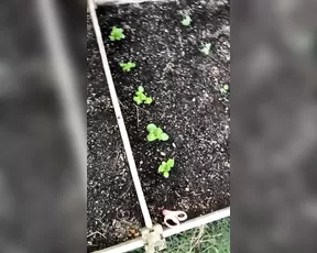 xobrittmariexo And last plant live porn post for the contest going on show chat live porn