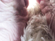 dominatrixalison Fresh pedicu show chat live porn