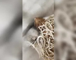kurstea my praying mantis egg journey day 1 show chat live porn live sex 1