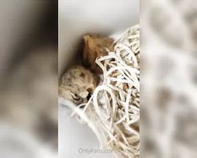kurstea my praying mantis egg journey day 1 show chat live porn live sex 1