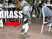 harlilotts somebody really hates this bird. the first two mins i Adult Webcams chat for free porn live sex