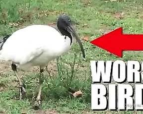 harlilotts somebody really hates this bird. the first two mins i Adult Webcams chat for free porn live sex