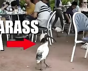 harlilotts somebody really hates this bird. the first two mins i Adult Webcams chat for free porn live sex