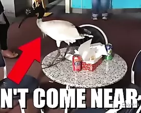 harlilotts somebody really hates this bird. the first two mins i Adult Webcams chat for free porn live sex