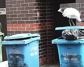 harlilotts somebody really hates this bird. the first two mins i Adult Webcams chat for free porn live sex