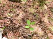 thedesperate0ne i have no idea how i m so lucky to know these girl Adult Webcams chat for free porn live sex