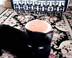 Jakkychew1 asian girl POV dildo blowjob in webcam show